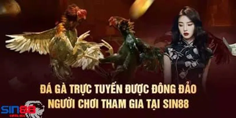 Giới Thiệu Về Sân Chơi Đá Gà Sin88 Cá Cược Uy Tín