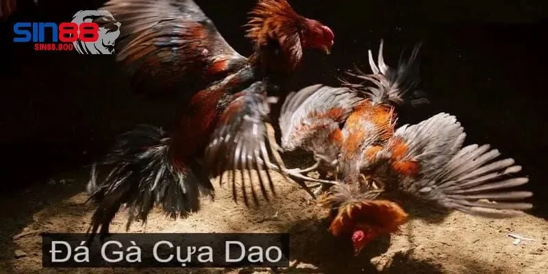 Tìm Hiểu Về Đá Gà Cựa Dao